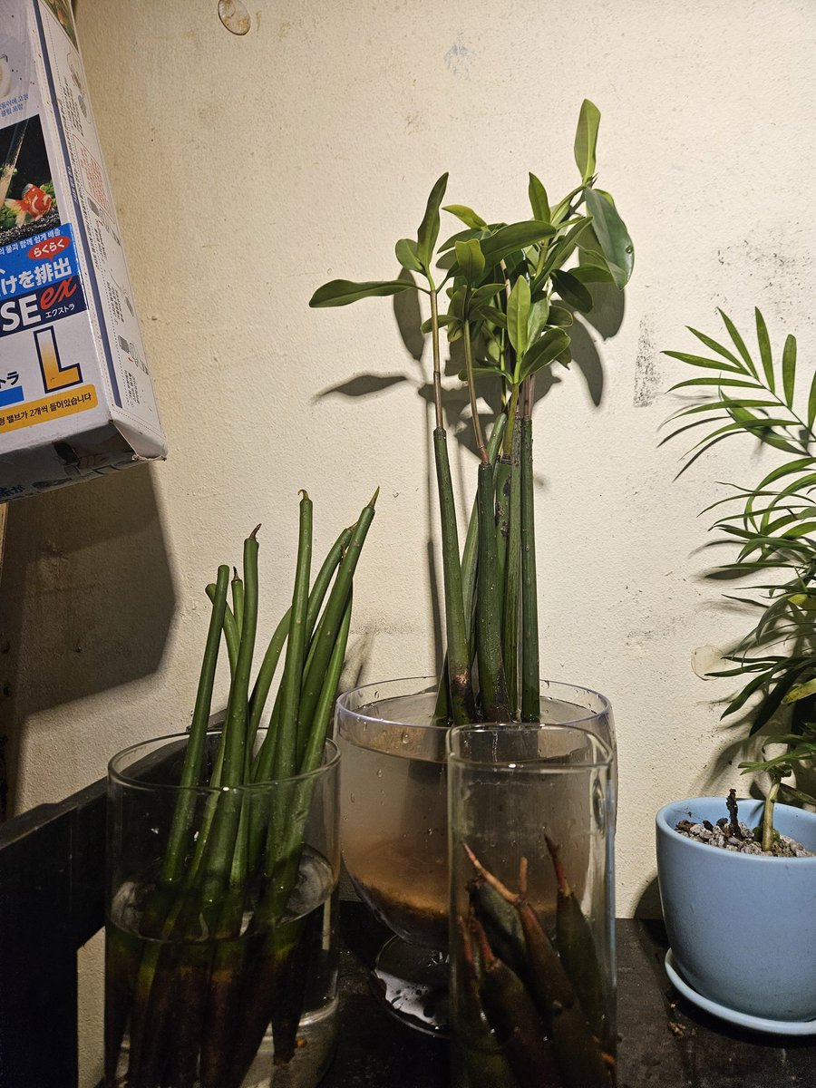 맹그로브 추가입고 및 피그미 맹그로브 신규 입고되었습니다!