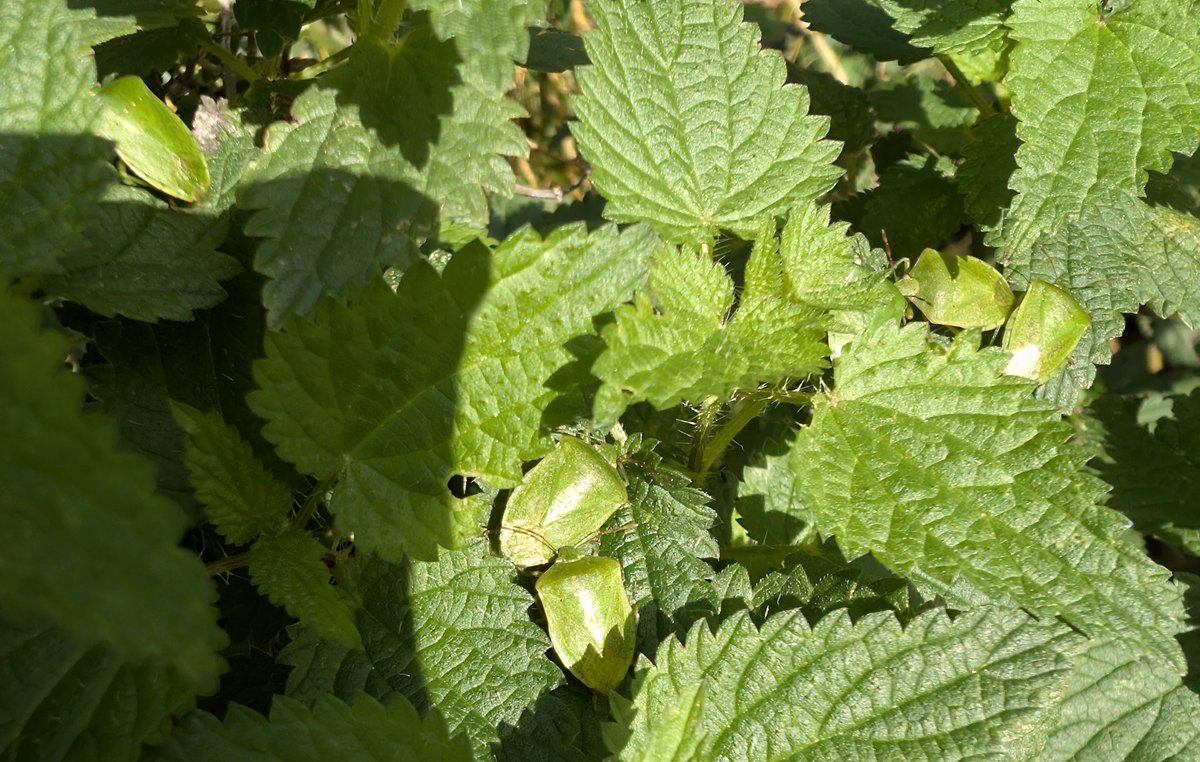 Rose Stephens🕷🐝🕸🐒🦇🐻🦊 tweet media