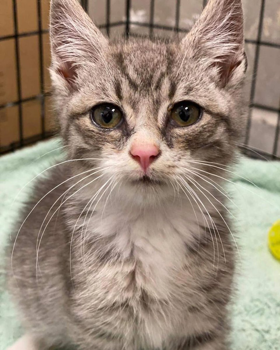 Update on Betty: Remember the lifeless kitten we recently rescued? She was in critical condition and had to be rushed to the emergency hospital. The dedicated doctors worked around the clock to save her life. Thank to their incredible efforts, Betty has made a miraculous recovery