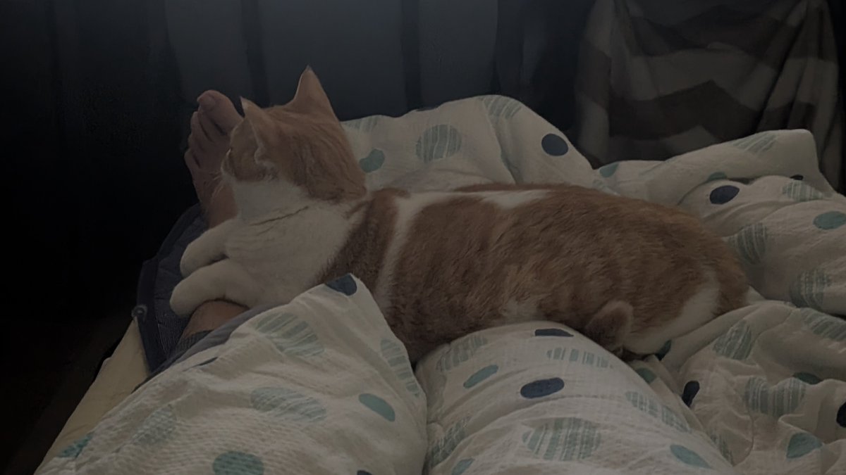 ともりん( ´ω`)つ🇯🇵 (@tomorin76) / Posts / X