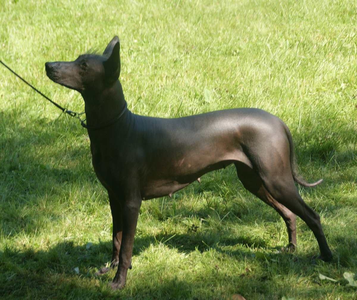 historydefined's tweet image. The ancient Xolo dog—sacred companion of Aztec and Maya civilizations. historydefined.net/xolo-dog/