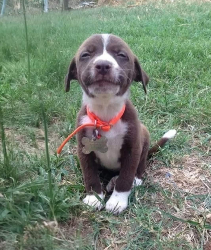 BestinDogs's tweet image. This little guy got adopted today.. congrats hendrix ❤️