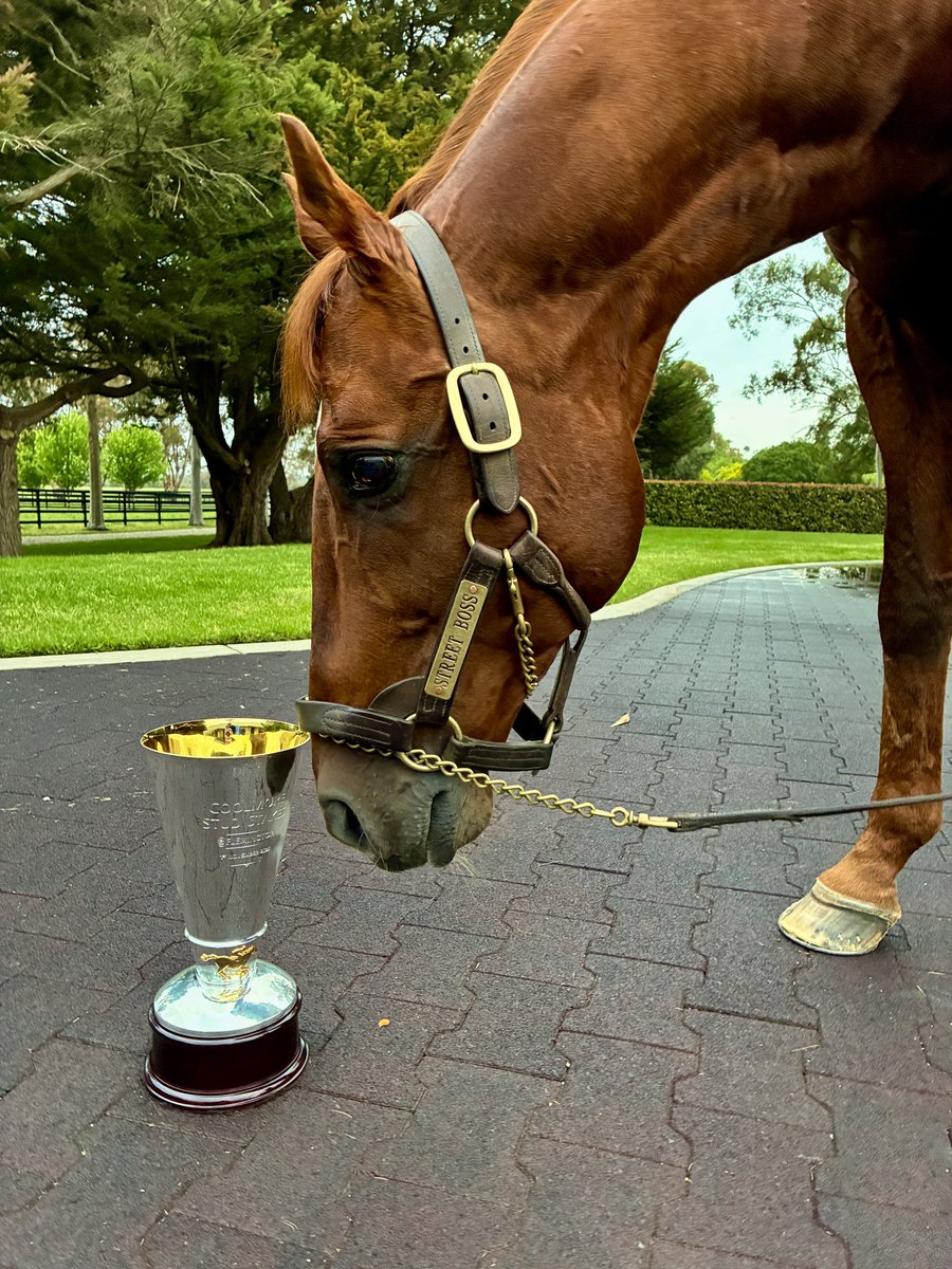 DarleyAus's tweet photo. 🙋‍♂️ When your son wins the Coolmore in record time, you get to hold the trophy too.

📸 #StreetBoss https://t.co/0E27Hlg4Ww