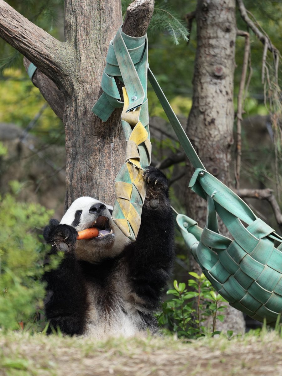 koro (@pandakorokoron) / Posts / X