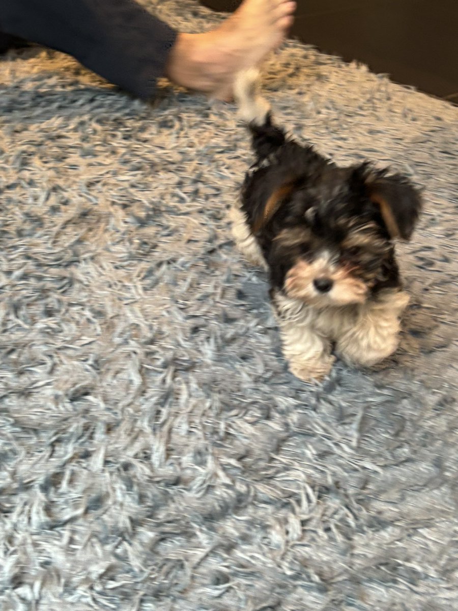 new addition to the family, she’s literally two months old