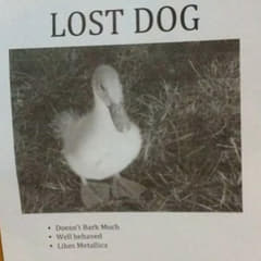 BOdyb4wic's tweet photo. lmao check this out  

There is a meme trending on X and reddit right now for a lost dog poster with a picture of a duck    

Not sure how this hasnt been done yet  

Link: https://t.co/lyyqcYbEkb https://t.co/oCH3DKqoM3