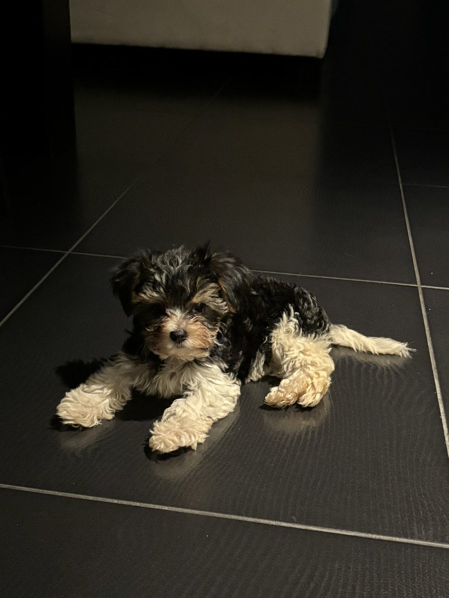 hope you’re ready for my entire feed to be her, meet bella, she’s 2 months old