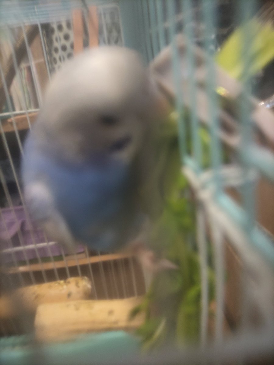 苗木専用 問い合わせページ 10月より再開...♪*゜冬の防寒対策参考画像あり 綺羅 on X