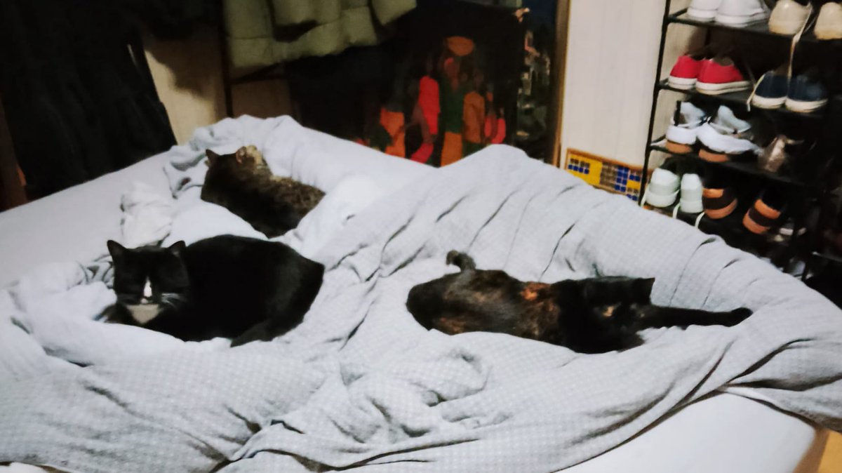 Unsere 3 Mädels . Ein seltener Anblick so zusammen. Normalerweise crasht Harley diese Ruhe 😂