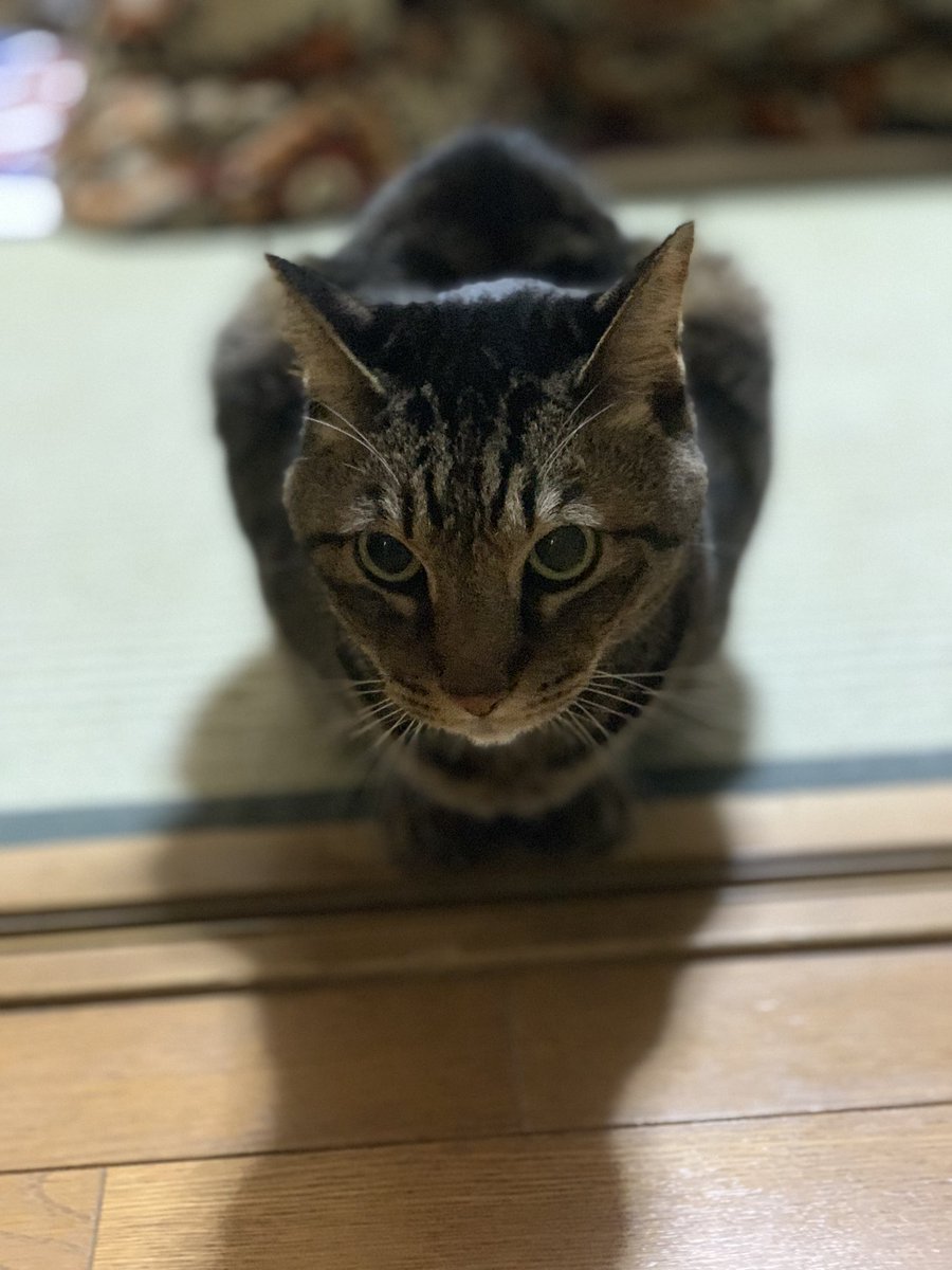 おはようございます。
11月3日🎌月曜日☀️
みつまめさん、待ち構える？😅