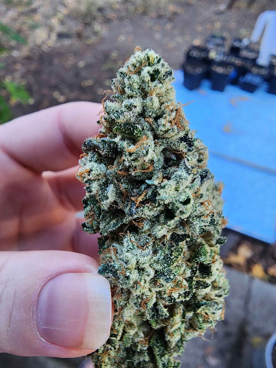 Mrrobot307's tweet image. Lake pressure  (Tahoe og x Blu tuna)
1 of 4 phenos bred by @BayAreaCannabis 
#Terps #cannabisculture #CannabisCommunity #homegrown #phenohunting #StonerFam #420friendly