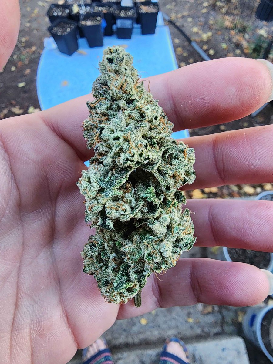 Mrrobot307's tweet image. Lake pressure  (Tahoe og x Blu tuna)
1 of 4 phenos bred by @BayAreaCannabis 
#Terps #cannabisculture #CannabisCommunity #homegrown #phenohunting #StonerFam #420friendly