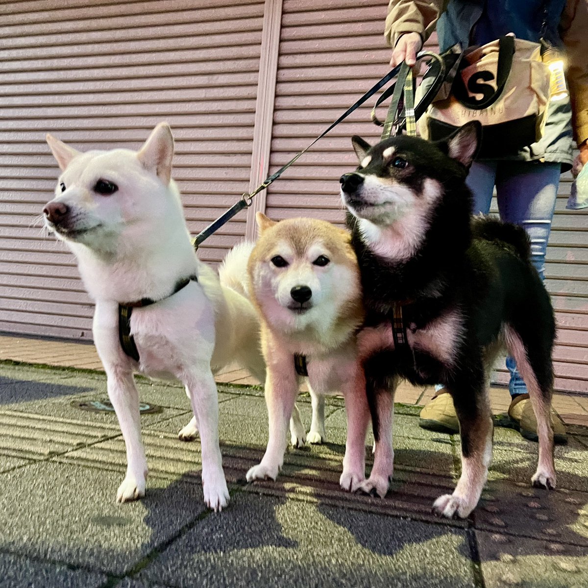 豆柴3色姉妹♪姫.鈴.琴♪ (@himesuzukoto) / Posts / X