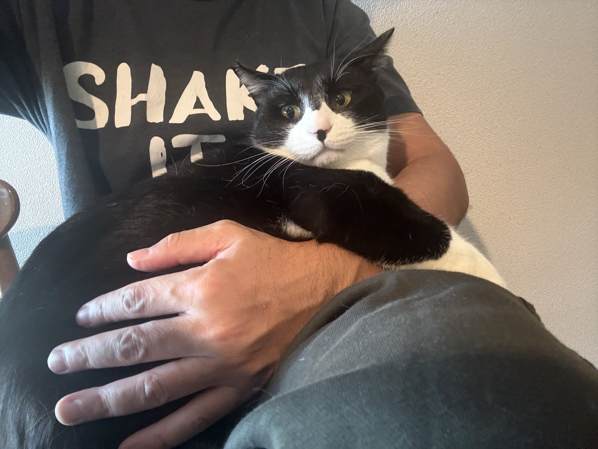 たにゃ (@kabukinoraneko) / Posts / X