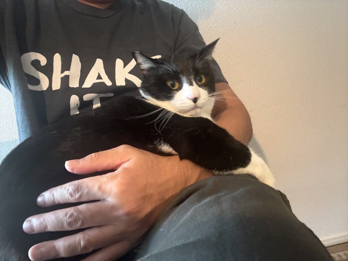 たにゃ たにゃ (@kabukinoraneko) / Posts and Replies / X