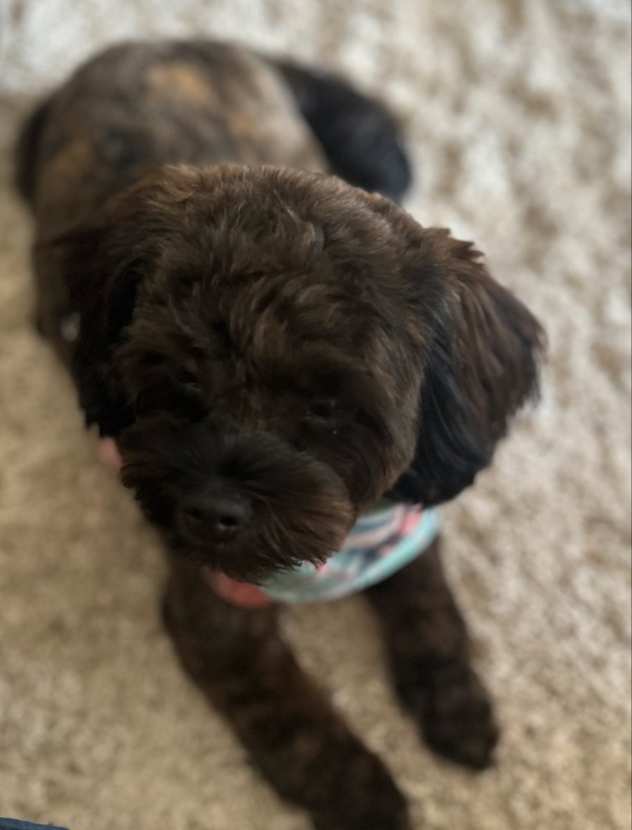 Ms Cwtchs tweet media