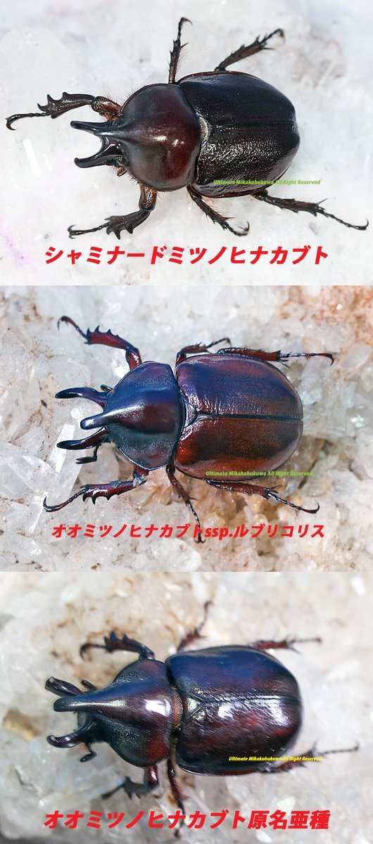 新種のシャミナードミツノヒナカブトと オオミツノの比較画像。 サイズ