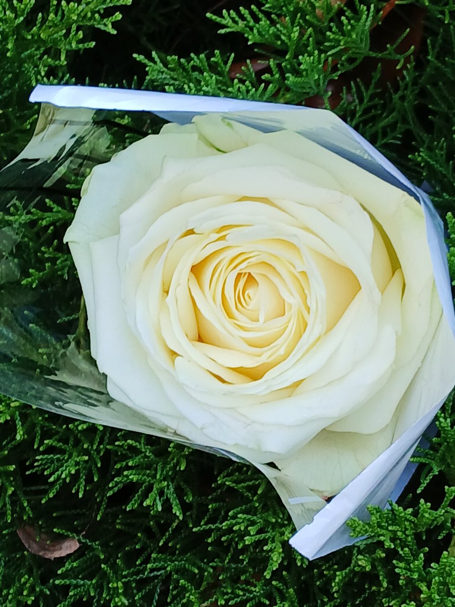 AnnieSaintLeger's tweet image. Comme la vie nous change lorsque nous sommes orphelins...Nos souvenirs, notre façon de voir les choses, nos relations, tout est différent, notre regard est transformé et nous continuons le chemin avec joies et peines selon notre destin 
#Clamart #Châtillon 💞🙏💞