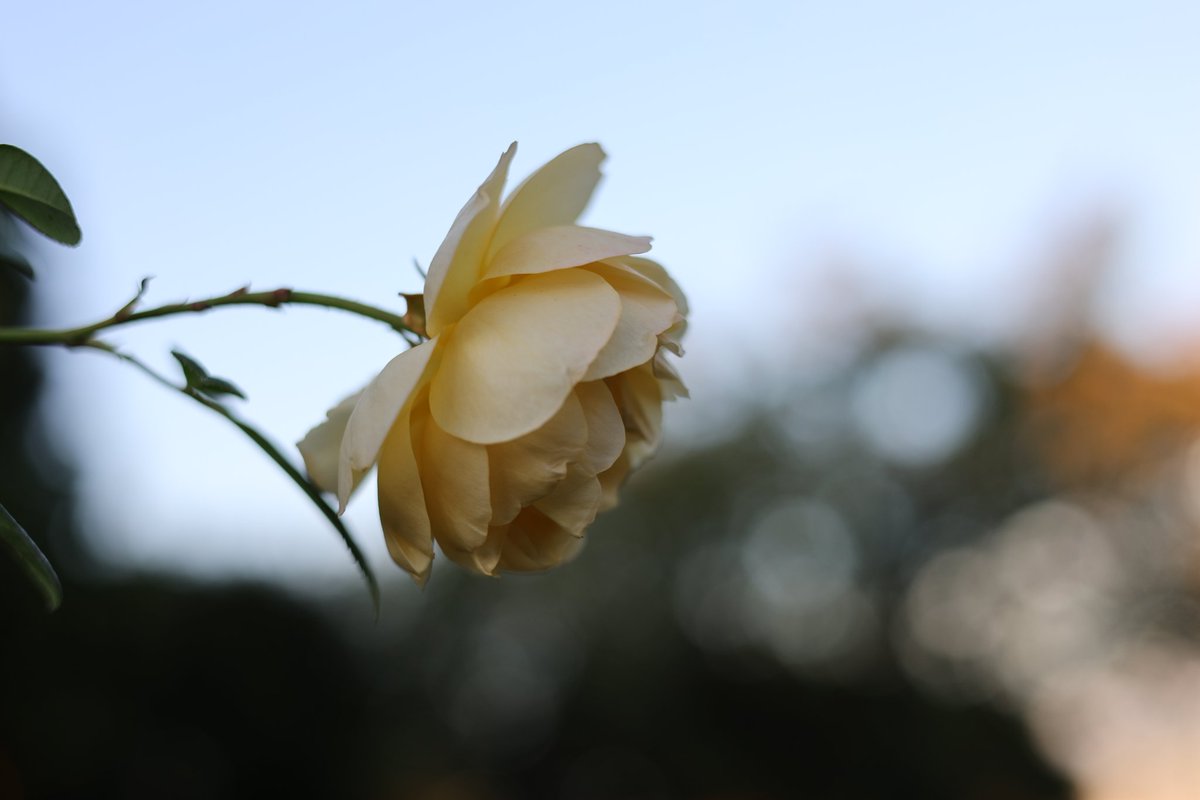 RyuRockyryu2's tweet image. 港の見える丘公園のお花いろいろ📸
#Canon
#EOSR6mark2