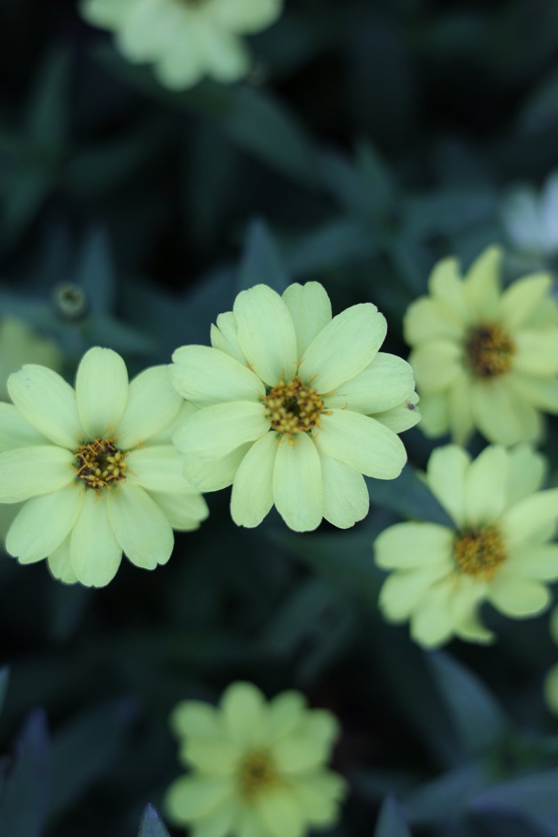 RyuRockyryu2's tweet image. 港の見える丘公園のお花いろいろ📸
#Canon
#EOSR6mark2