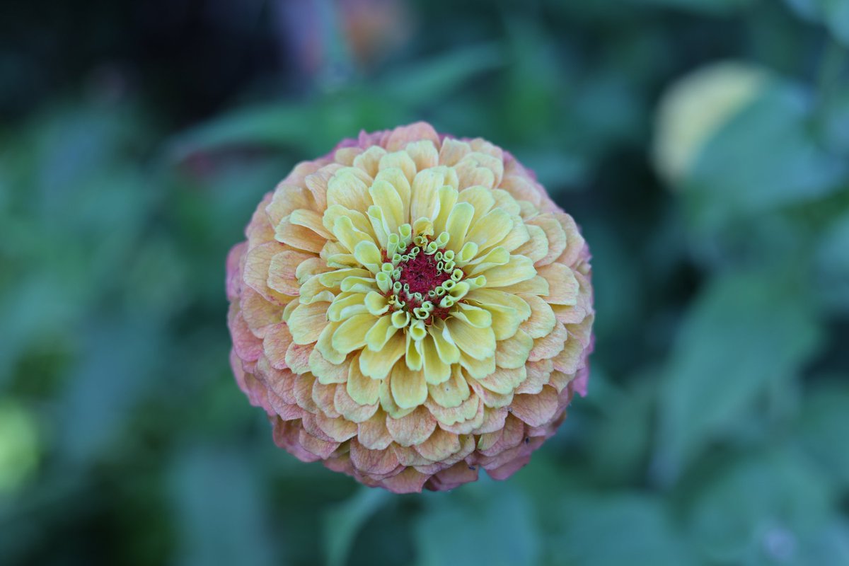 RyuRockyryu2's tweet image. 港の見える丘公園のお花いろいろ📸
#Canon
#EOSR6mark2