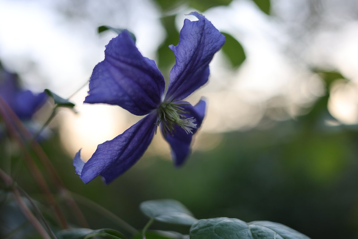 RyuRockyryu2's tweet image. 港の見える丘公園のお花いろいろ📸
#Canon
#EOSR6mark2