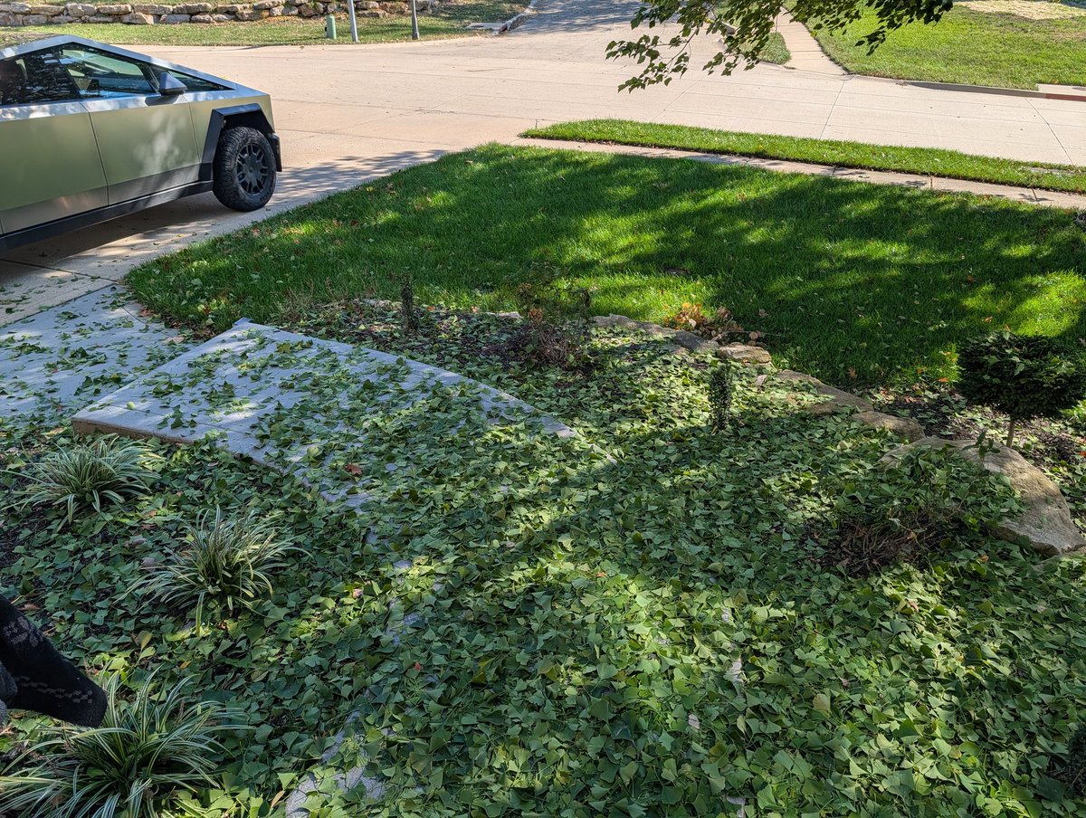 mikegkc's tweet image. Our first really cold night in Kansas City and all of my leaves decided to jump at the same time.