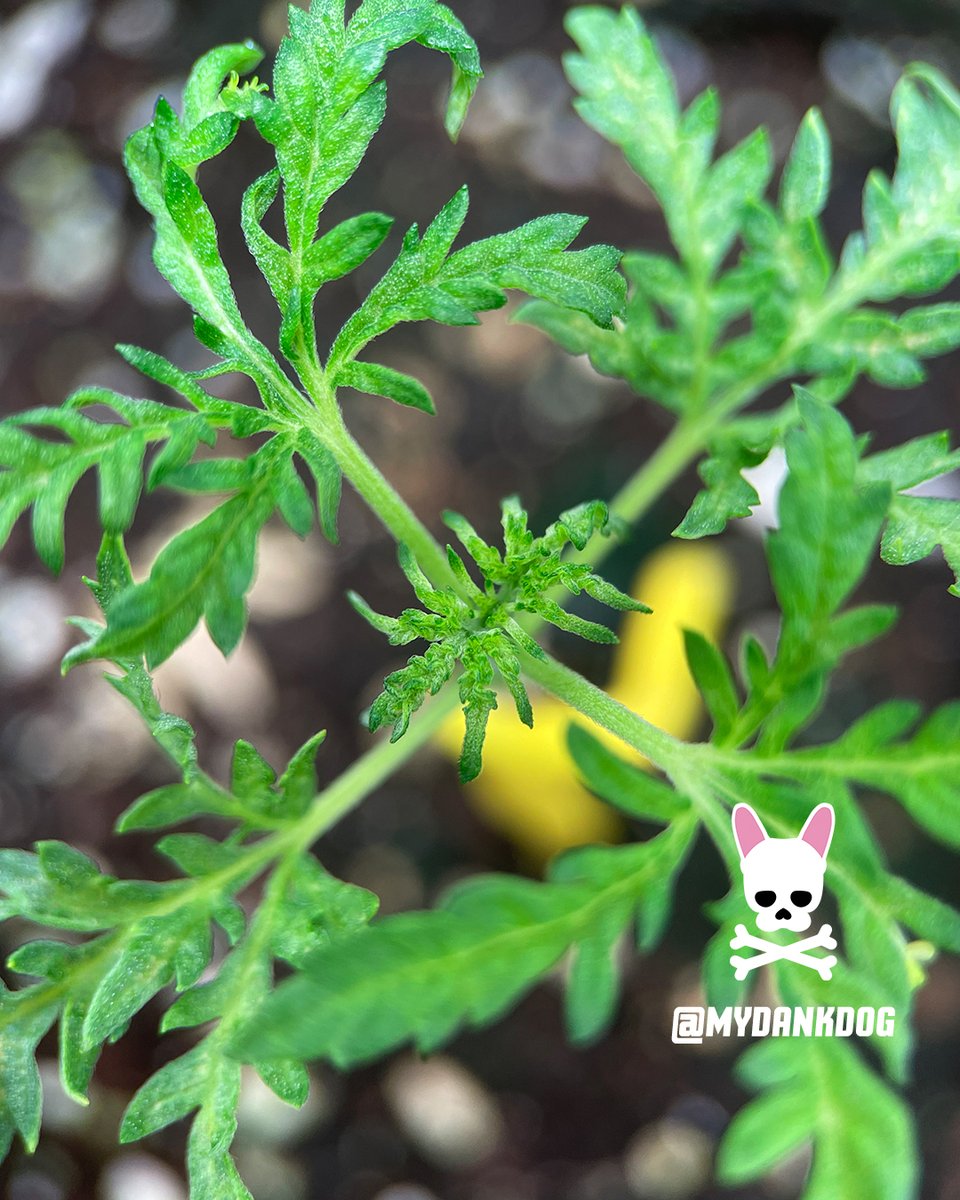 Terpyz Mutant Genetics new mutant lady on the grow. Mentha De Croco feminized photoperiod, growing under Vivosun LumaLight 200w
<a href="/TerpyzGenetics/">TERPYZ MUTANT GENETICS</a> <a href="/VIVOSUN/">Vivosun.official</a>
#lovewhatyougrow #growyourown