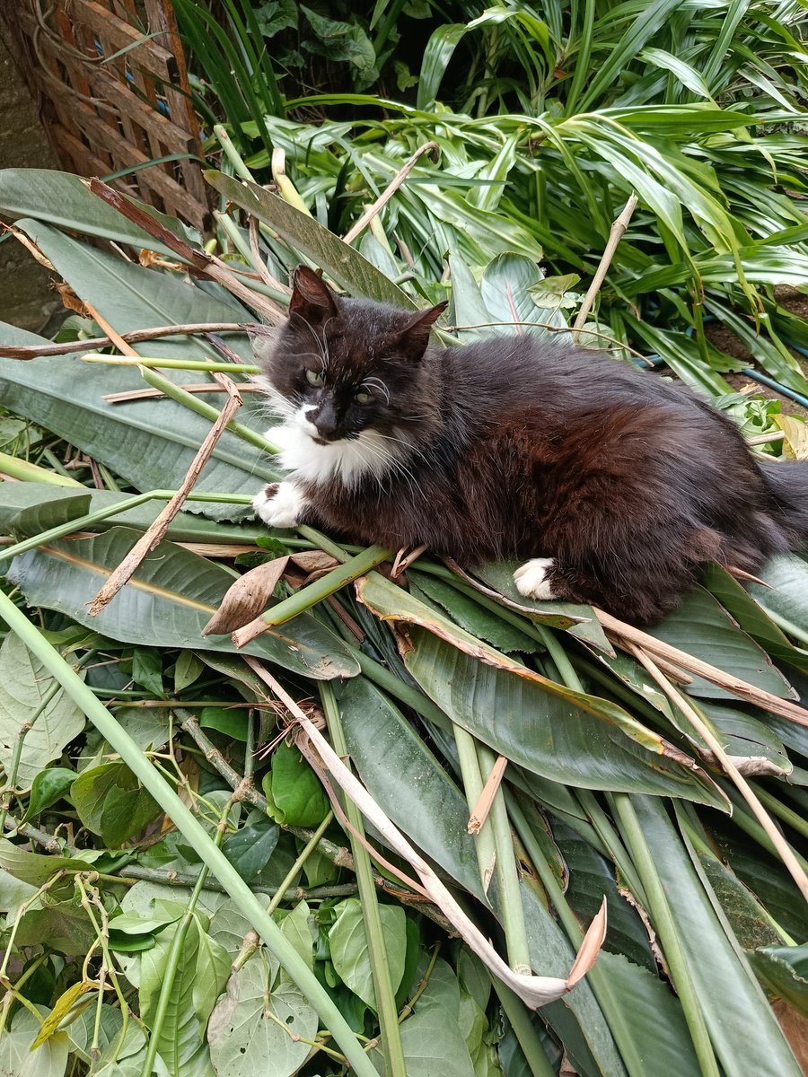 The wretched beast sits atop its throne of green decay...