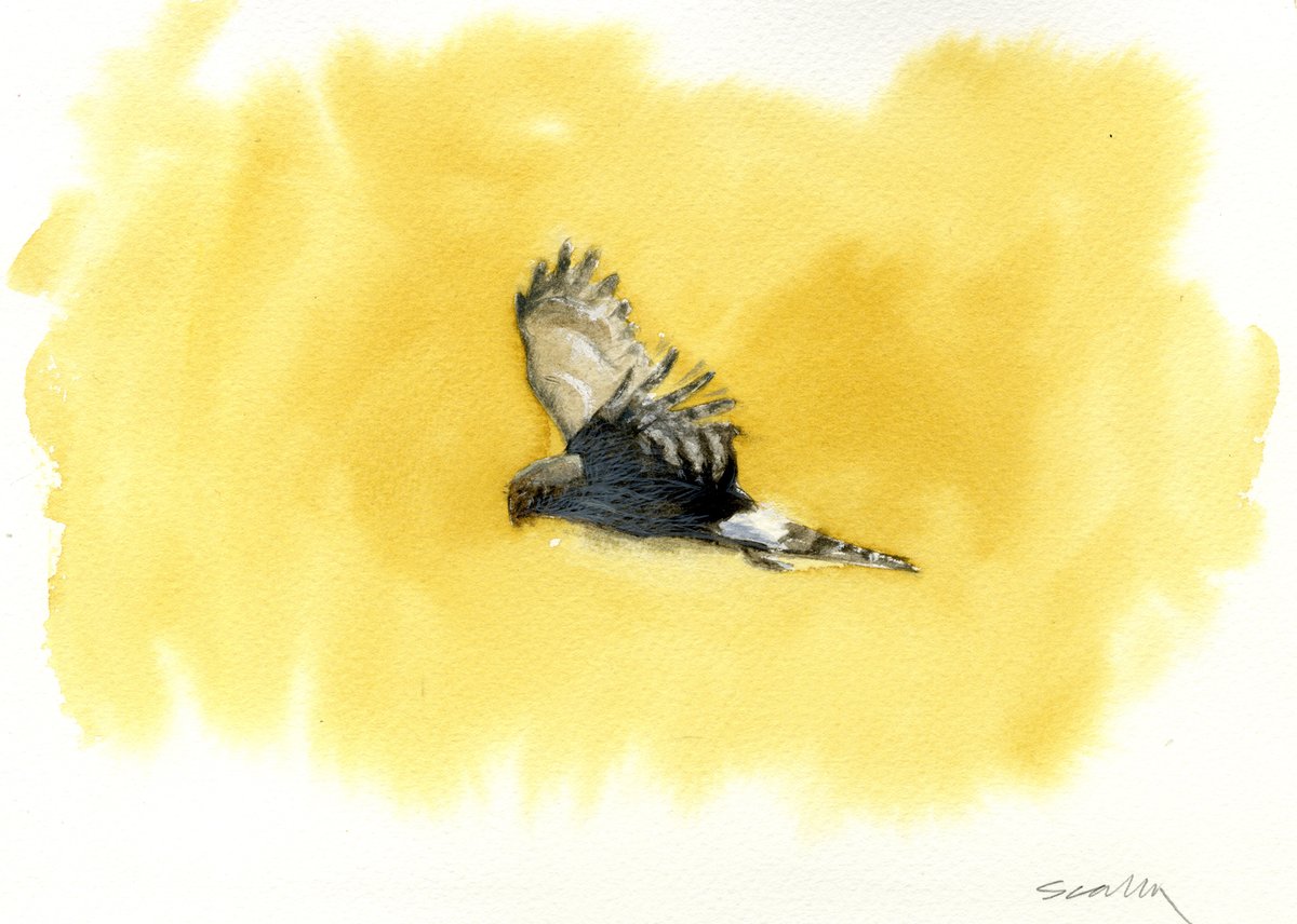 HEN HARRIER – Watercolour on daler Rowney watercolour block for publication #birdart