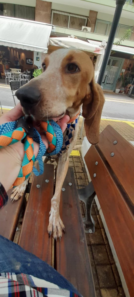 Και βόλτα πήγε κ χάδια πήρε από όλο τον κόσμο κ έκανε παρέα με άλλα σκυλάκια. Το πιο καλοψυχο πλάσμα! Ακόμα δεν είναι έτοιμος να φύγει από το κτηνιατρείο αλλά είμαστε σε καλό δρόμο. Ανυπομονώ να έρθει στην Αθήνα κ να του βρω την καλύτερη οικογένεια. Φρίξος ❤️