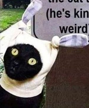 Jesterfork's tweet image. 