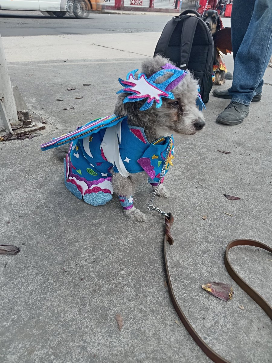 Amikos ya llegamos ganó Kishy!!!