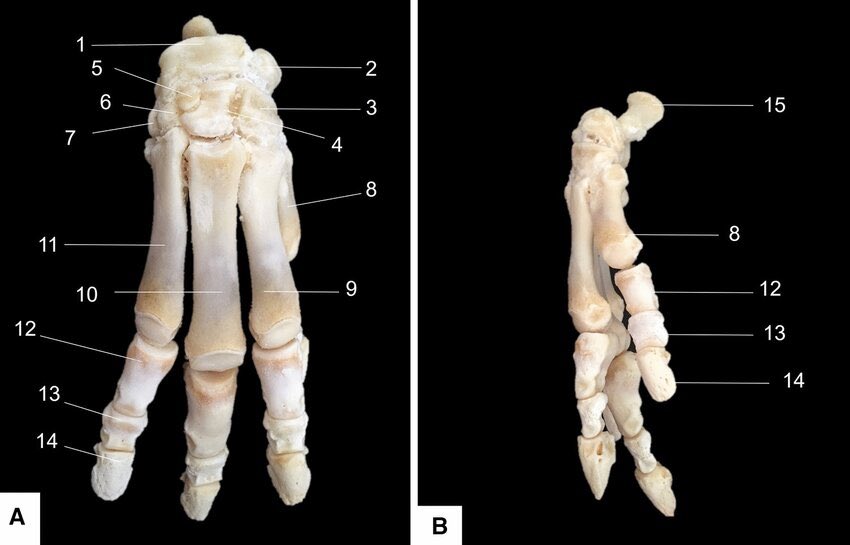 Oh yeah they also got hooves
SIMILAR UNGALS
Gotta love consistency in these osteological correlates