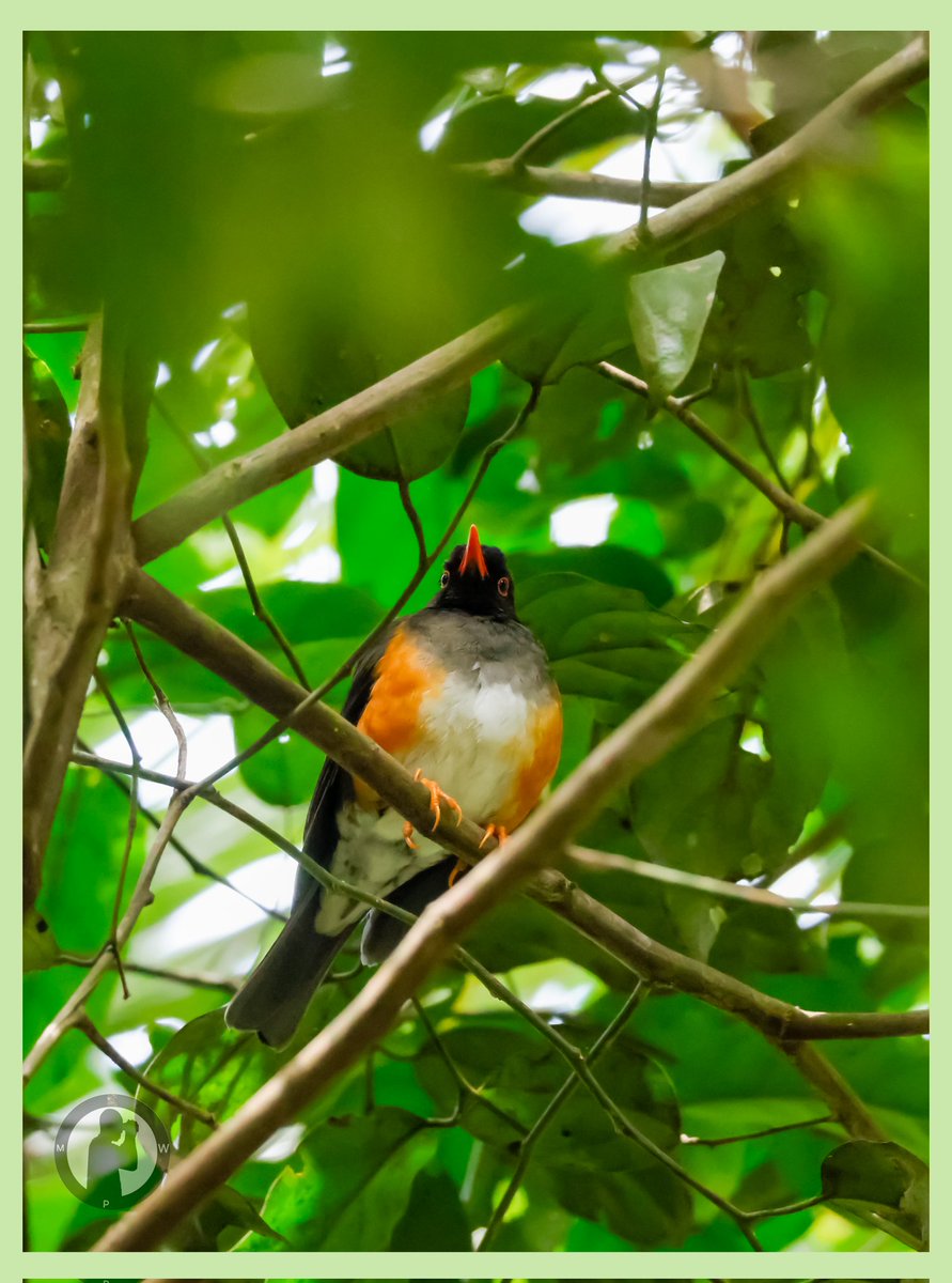 Kenyan Endemic.
Taita Thrush

Ngangao Forest,Taita Taveta County,Kenya(October 2025)