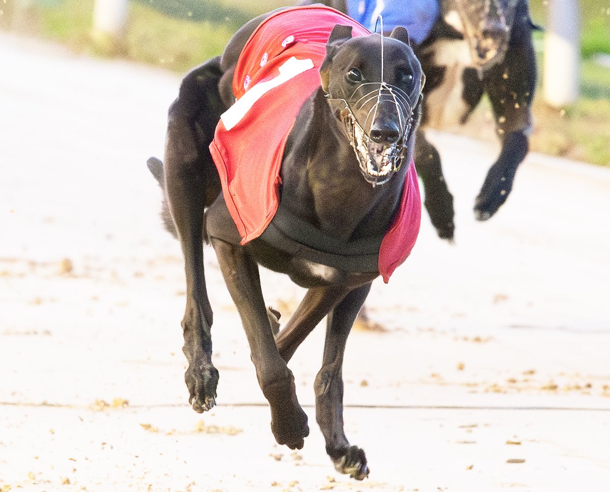 Valley attached Mike Burton and Severn Racing Club's Outa The Clouds - March '24 youngest in the race - wins £10,000 Cat One KAB Puppy Collar Final <a href="/Oxford_Stadium/">Oxford_Stadium</a>