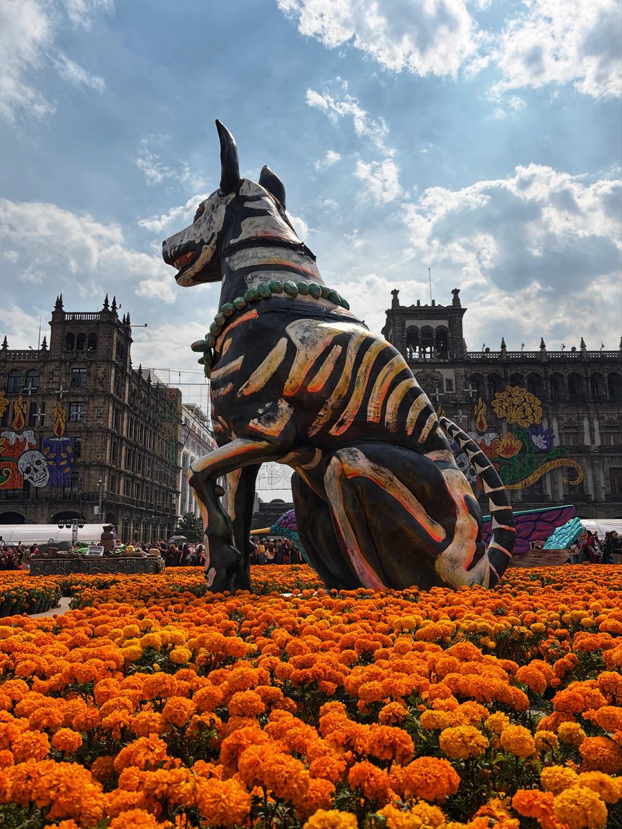 México y su hermosa forma de recordar a lxs ausentes 💛🌼

#DíaDeMuertos #ZócaloCDMX #México #Cempasúchil
