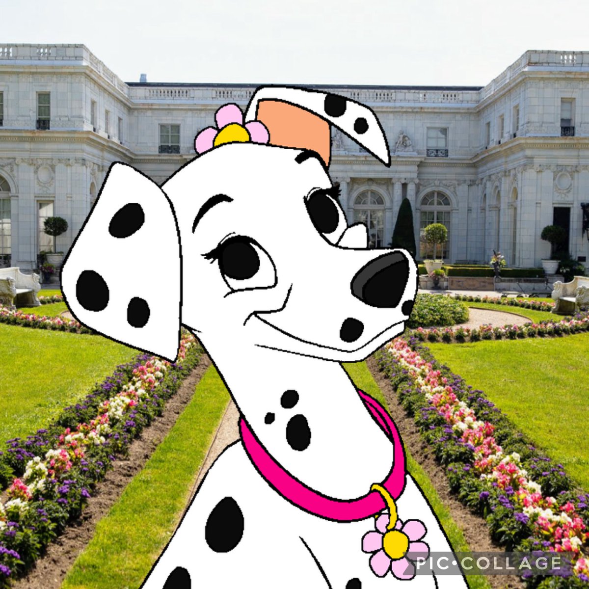 MotherlyDaisy's tweet image. #NewProfilePic 

I&apos;m so beautiful. I gotta walk in in the Daisy patch and smell the pretty flowers. 

Credit goes to my sons @PatDalmatian, and @ChrisRDalmatian.