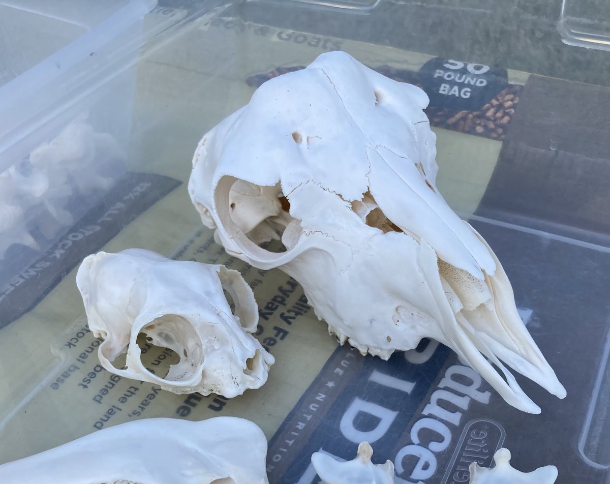 Lamb / Airy 🐑🪶🔜 TFF tweet media