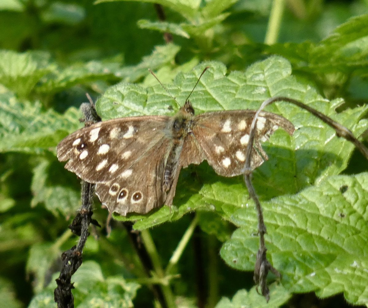 Visited Beacon Hill Fort, Harwich, where a Yellow-browed Warbler called 3 times in 2 hrs amongst large tit flock but frustratingly, refusing to show itself. Also a Cetti’s in same area and this rather war-weary Speckled Wood. 
Fort itself is well worth a visit 🏰 
<a href="/EssexBirdNews/">EBwS Bird News</a>