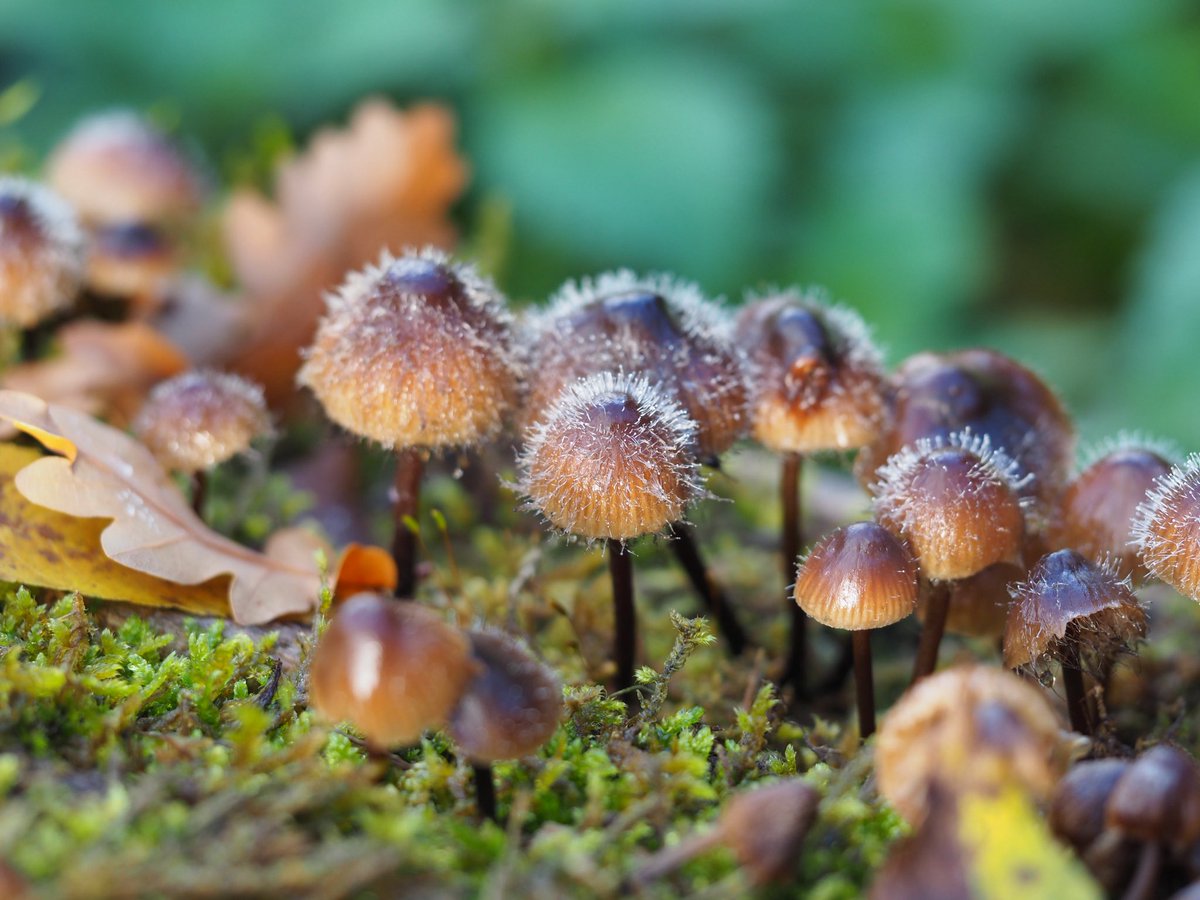 We found mushrooms with spikes