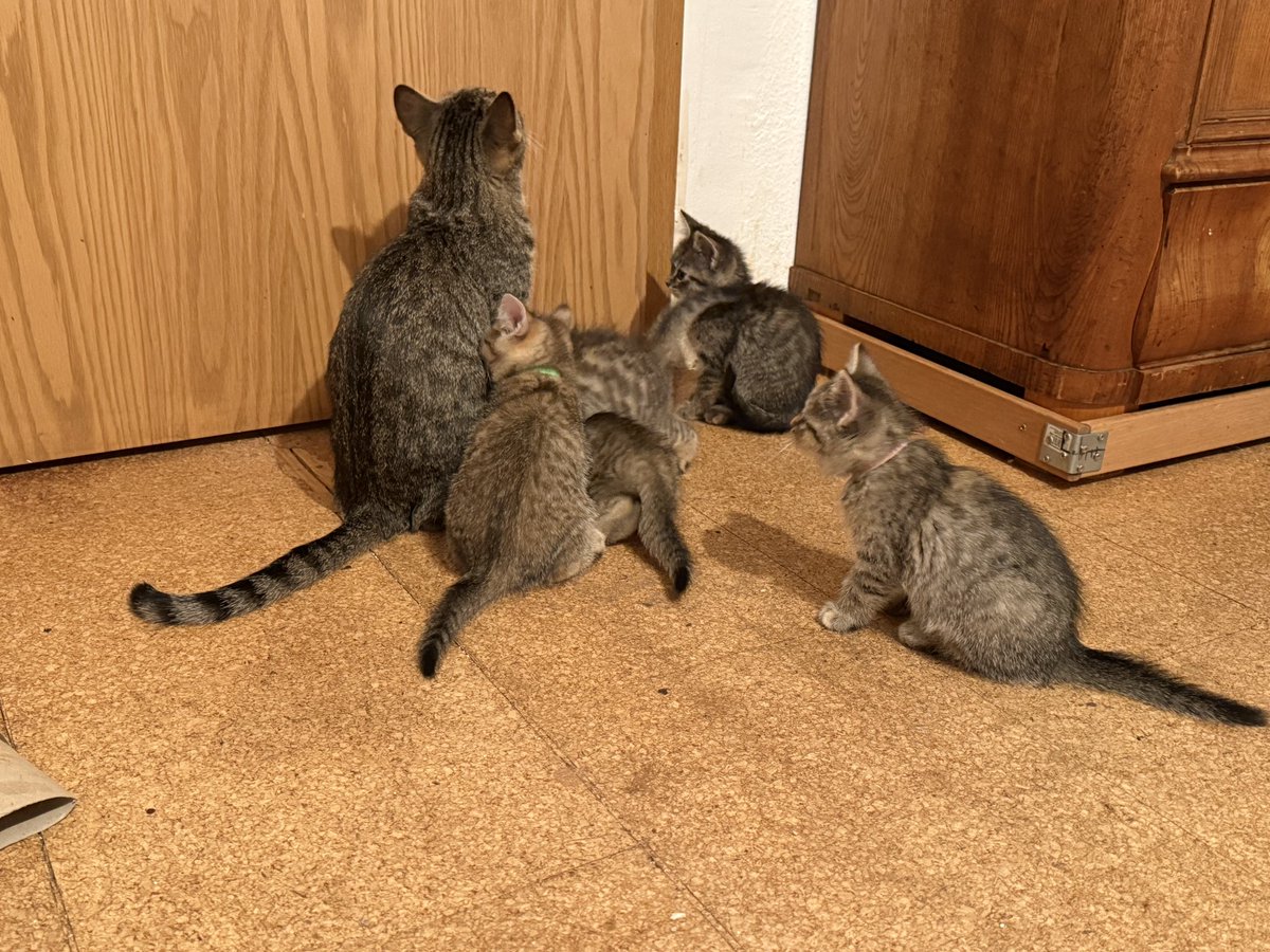 Der Rennstall inklusive der Rennleiterin wartet sehnlichst auf die Rückkehr von <a href="/nachtjasmin2/">nachtjasmin2</a> mit Futternachschub 😂 #nordstadtkatzen <a href="/TinkerBell_just/">Just Tinker Bell</a>