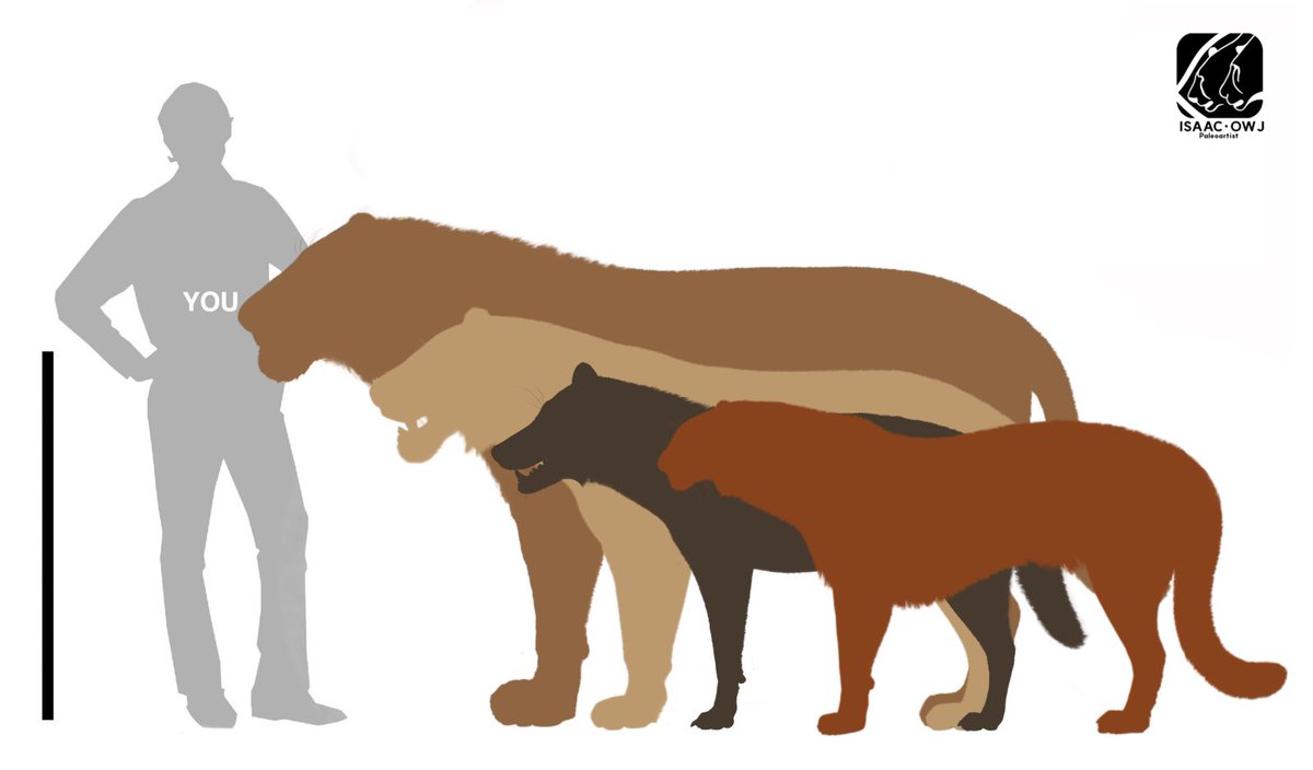 Another comparison for fun of my upcoming models.

- Panthera atrox
- Smilodon fatalis
- Aenocyon dirus
- Miracinonyx trumani