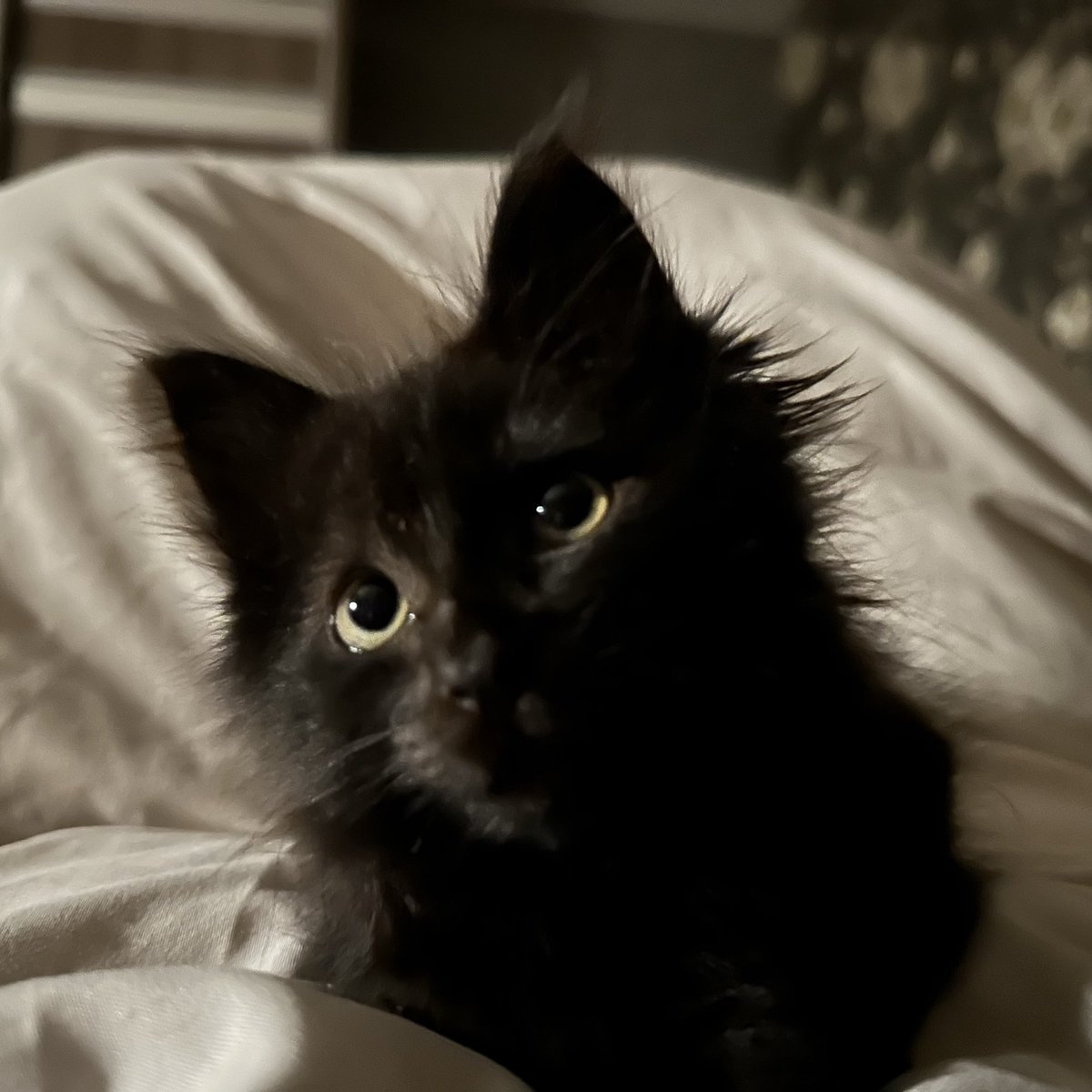 дуже важливий збір на штуки, які бережуть життя, солдат тьма дивиться прямо в душу і просить донатів

send.monobank.ua/jar/5SxkEr36ww