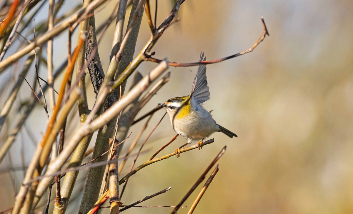 wathingsmecca's tweet image. One of several Firecrests @spurnbirdobs currently, this one in Sykes Field