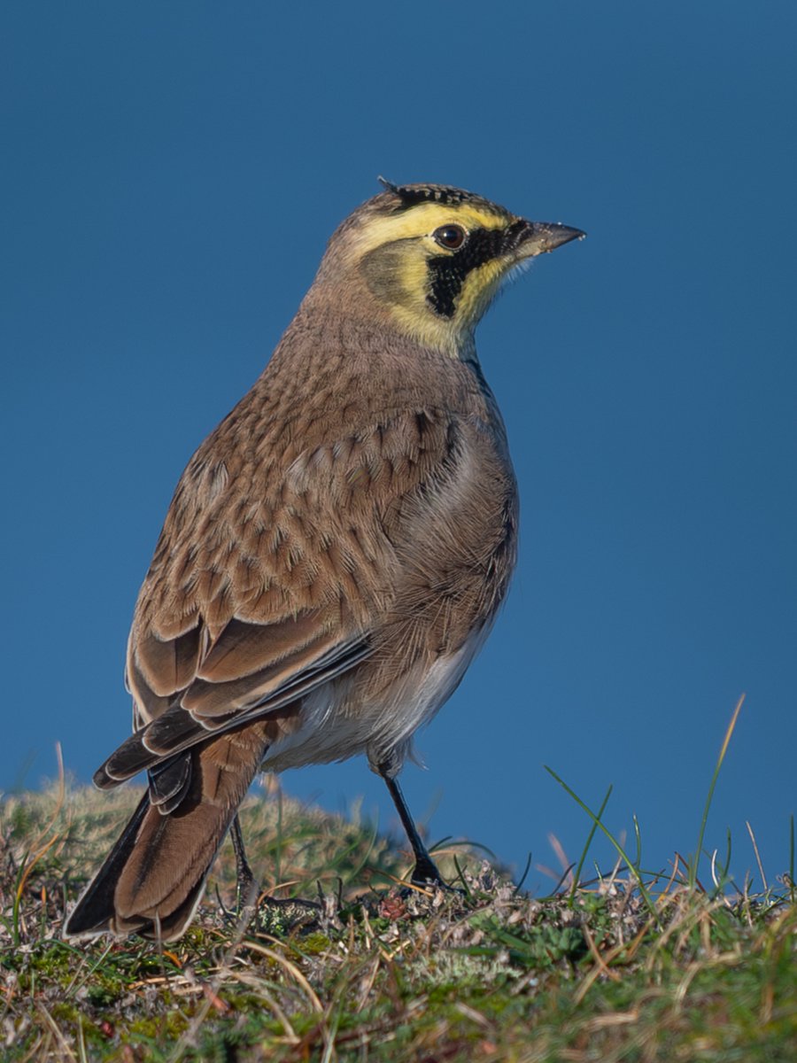 manxmannin's tweet image. Was delighted to find this Shorelark today, there hasn't been a Manx record for 25 years 🇮🇲