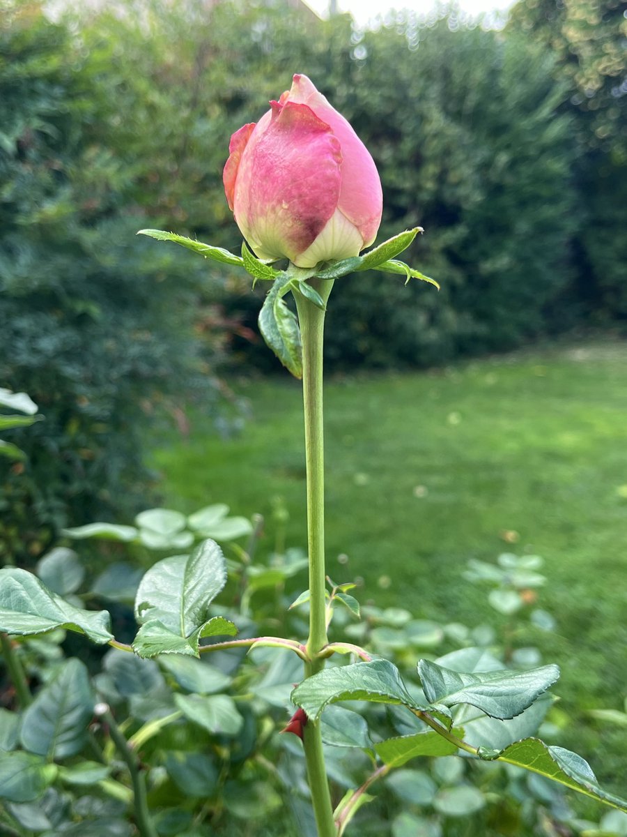 Parce que le dimanche soir il nous faut du beau et du doux ❤️
Toutes mes pensées solidaires et affectueuses pour les 10 ans des attentats du 13 novembre 2015
<a href="/cathbertrand5/">Catherine Bertrand \o/ 💙💛</a> 
<a href="/NaudinChristoph/">Naudin Christophe</a> 
<a href="/13Queen_Of_Pain/">Coco</a> 
<a href="/DavidFritzGoep/">David Fritz Goeppinger</a> 
<a href="/Arthur_Dvx/">Arthur Dénouveaux</a> et tous les autres 
Avec vous, ensemble