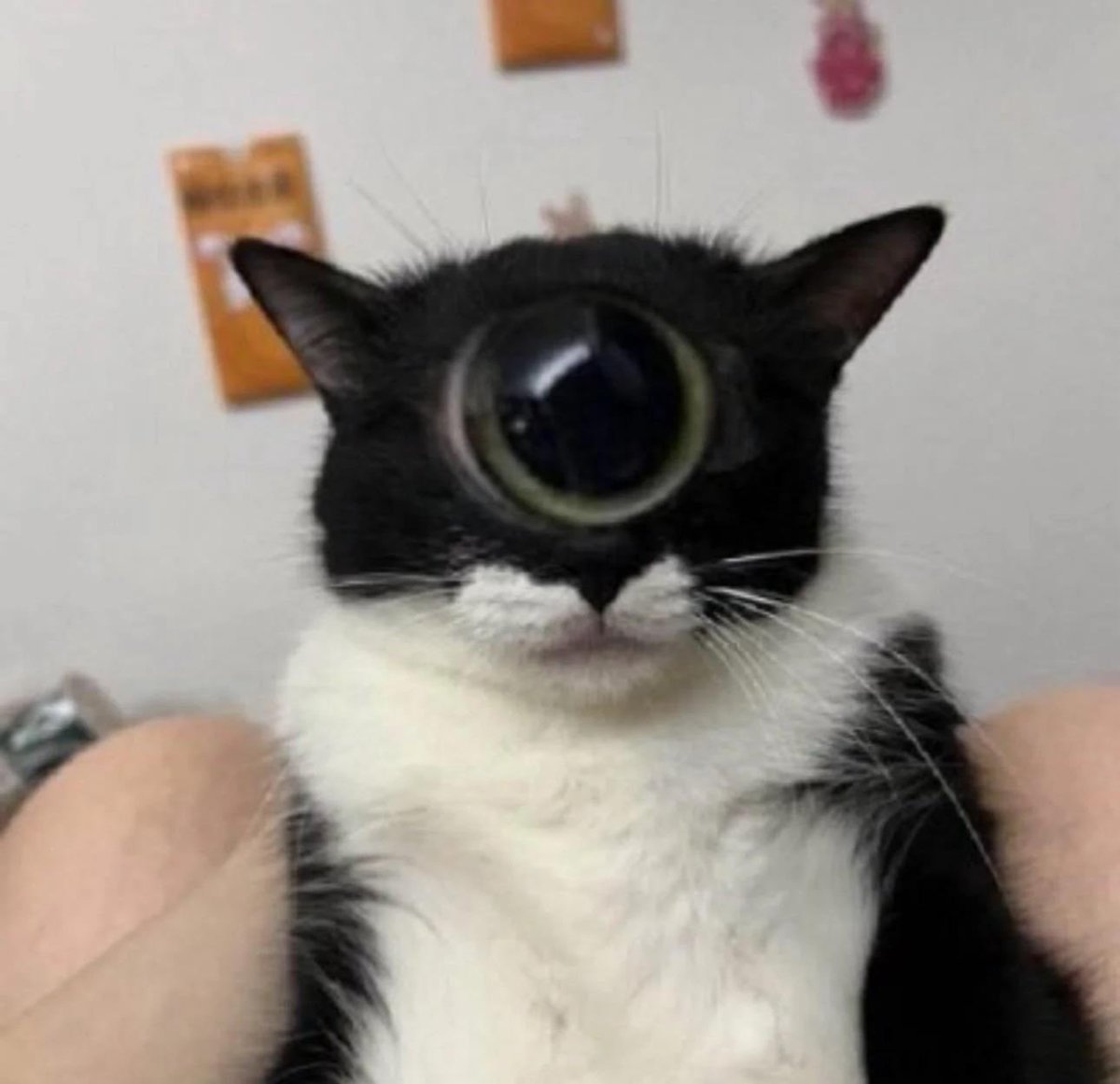 Catino (@catinoworld) on Twitter photo 