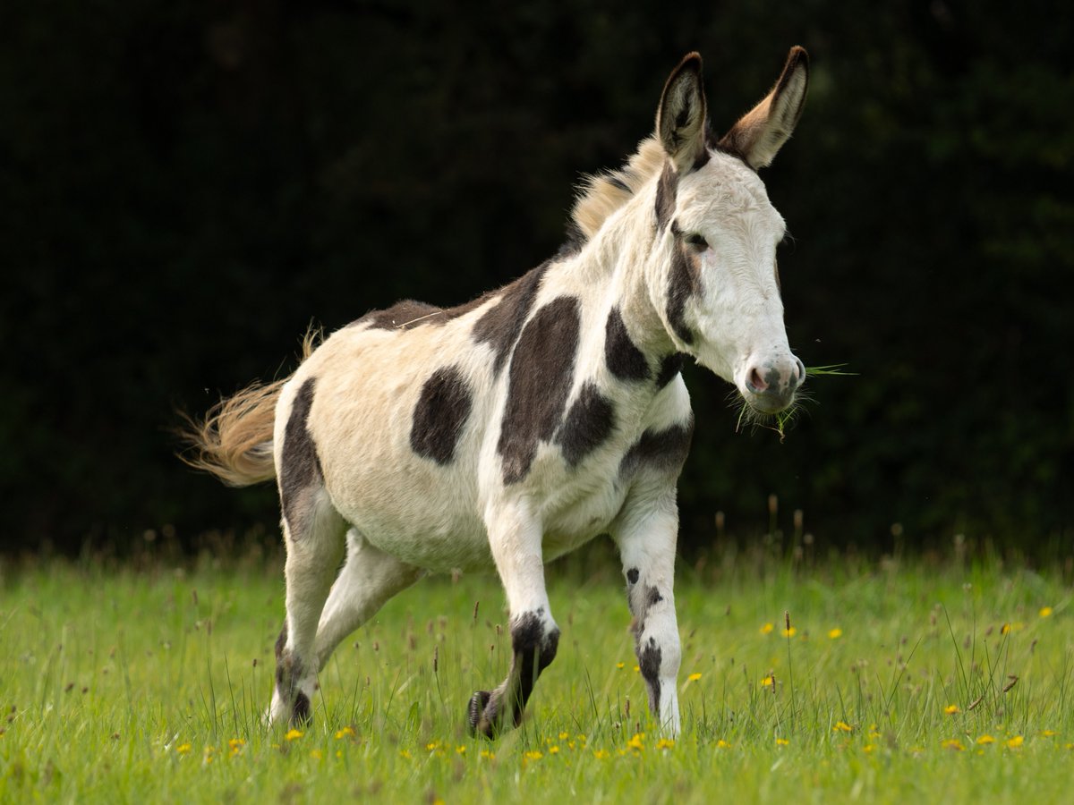 When seven-year-old Primrose came into our care in one of our most complex rescues to date, she suffered chronic, painful eye issues. 💔

With the support of our expert vets and grooms, she is now enjoying a pain-free life after a major operation ➡️ bray.news/48V8CSO
