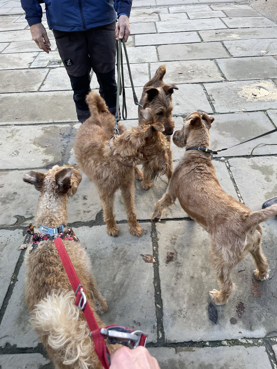 #dogsoftwitter Today at <a href="/ChatsworthHouse/">Chatsworth</a> we have met not one, and not two but three #IrishTerriers! ☘️🐾
A chance one in a million! 😆
Florence and two half-brothers, Mickey and Joey